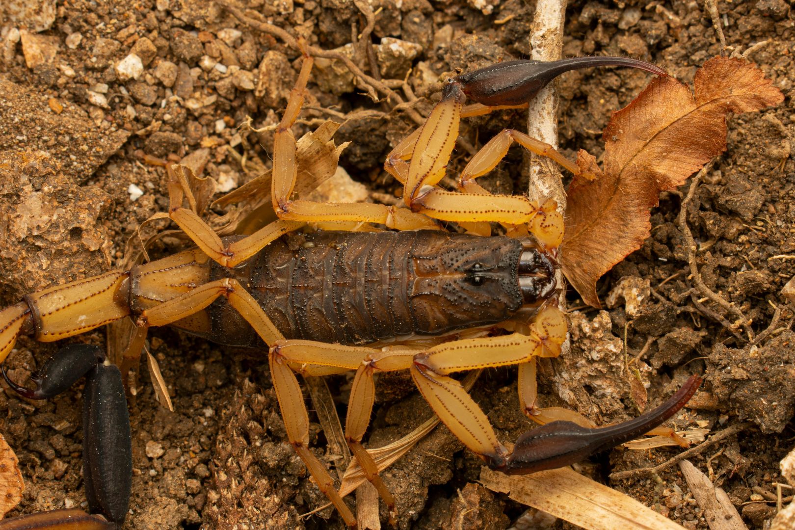 Como Impedir Escorpioes de Entrar na Sua Residencia